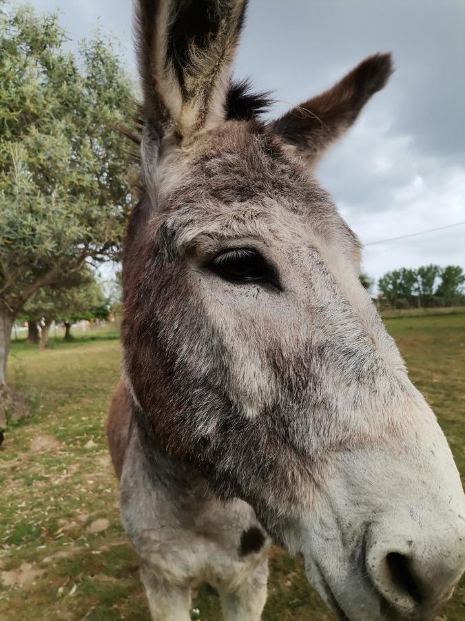 לינה וארוחת בוקר רגואנגוס דה מונסאראז Quinta Do Freixo מראה חיצוני תמונה